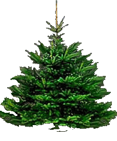 Kerstbomen