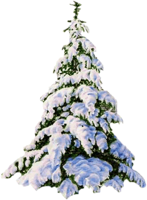 Kerstbomen