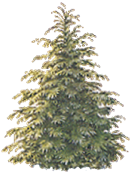 Kerstbomen